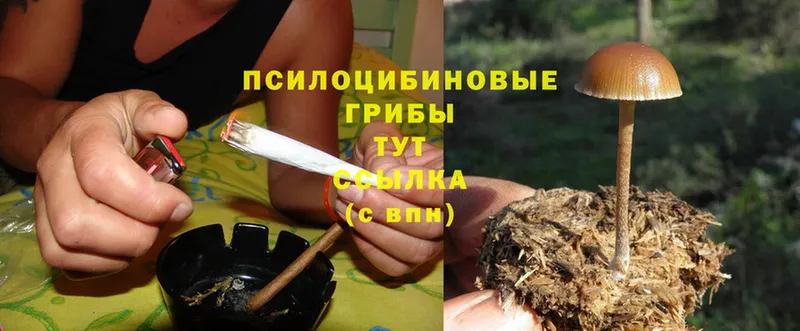 Псилоцибиновые грибы прущие грибы  мориарти какой сайт  Абдулино 
